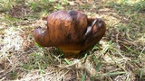 Phlebopus sudanicus image