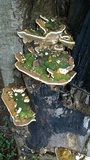 Trametes gibbosa image