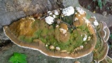 Trametes gibbosa image