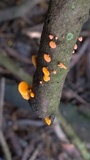 Favolaschia thwaitesii image