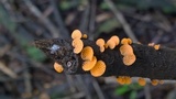 Favolaschia thwaitesii image