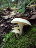 Cuphophyllus virgineus image