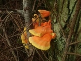 Laetiporus conifericola image