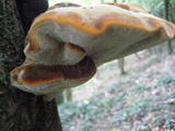 Inonotus hispidus image