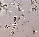 Ramaria apiculata image