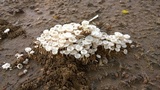 Termitomyces microcarpus image