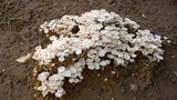Termitomyces microcarpus image