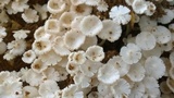 Termitomyces microcarpus image