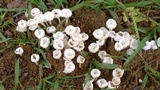 Termitomyces microcarpus image