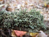 Cladonia ochrochlora image