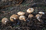 Lepiota thiersii image