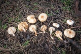 Lepiota thiersii image