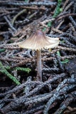 Mycopan scabripes image
