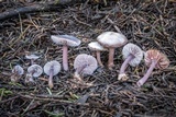 Mycena pura image
