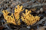 Clavulinopsis corniculata image