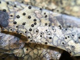 Coccomyces dentatus image