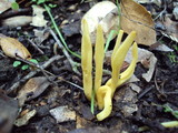 Clavulinopsis laeticolor image