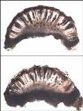 Rinodina teichophila image