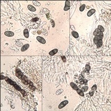 Rinodina teichophila image