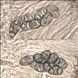 Rinodina teichophila image