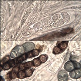 Rinodina teichophila image