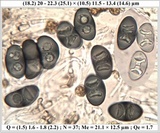 Rinodina teichophila image