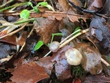 Baeospora myriadophylla image