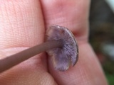 Baeospora myriadophylla image