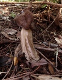 Helvella maculata image