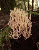 Ramaria rubella image