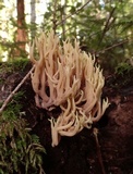 Ramaria rubella image