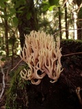 Ramaria rubella image