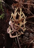 Ramaria rubella image