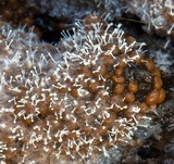 Polycephalomyces tomentosus image