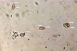 Ramaria rubella image