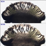 Rinodina oxydata image