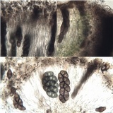 Rinodina oxydata image
