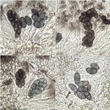 Rinodina oxydata image