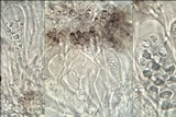 Rinodina oxydata image