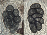 Rinodina oxydata image