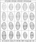 Rinodina oxydata image