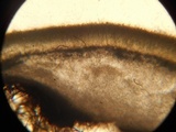 Pseudombrophila leporum image