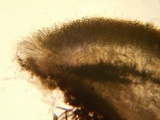 Pseudombrophila leporum image