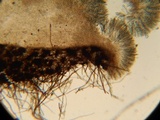 Pseudombrophila leporum image
