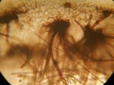 Pseudombrophila leporum image