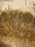 Pseudombrophila leporum image