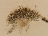 Pseudombrophila leporum image