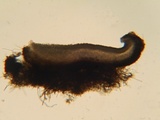 Eriopezia caesia image