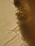 Eriopezia caesia image