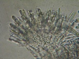 Eriopezia caesia image